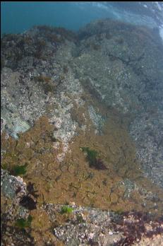 ANEMONES IN SHALLOWS