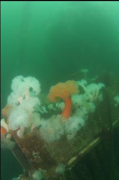 ANEMONES ON BOW