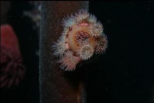 BROODING ANEMONES ON KELP