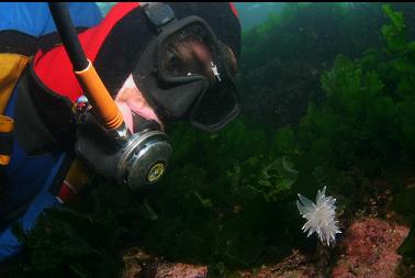 nudibranch near surface