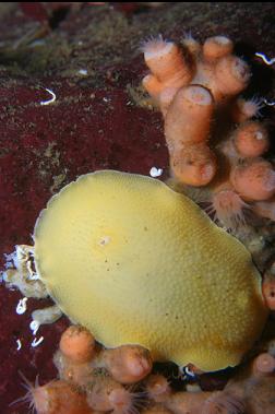 nudibranch and zoanthids