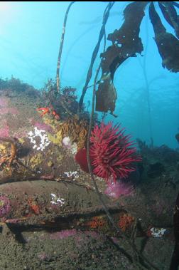 anemone on sacks of concrete