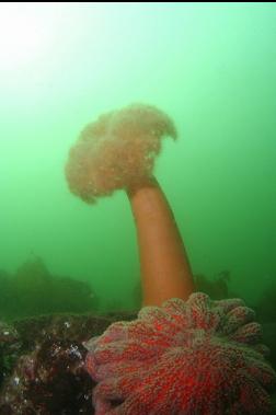 plumose anemone and sunflower star