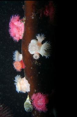 brooding anemones on kelp