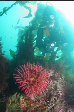 fish-eating anemone