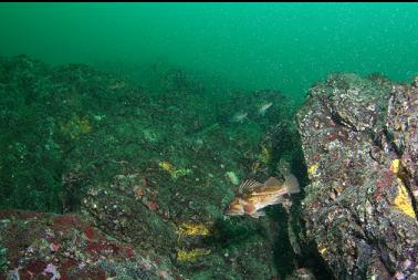 rockfish on reef