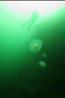 moon jellies