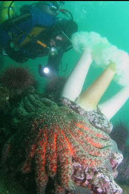 sunflower star and anemones