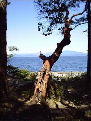 MADRONA TREE AT MADRONA POINT