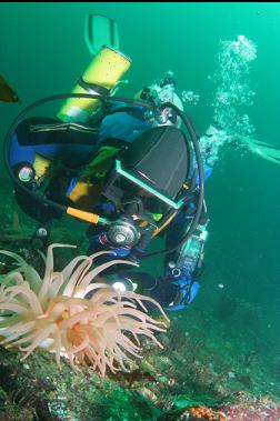 crimson anemone in channel