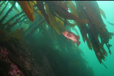 copper rockfish and stalked kelp