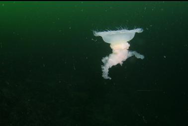 strange jellyfish