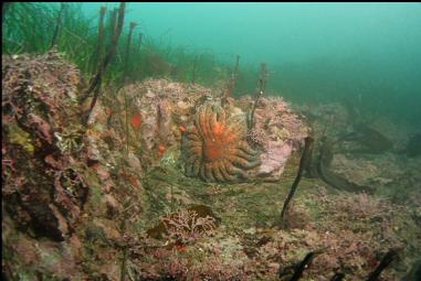 sunflower star and pink coraline algae