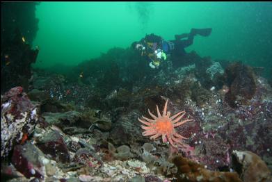 sunflower star