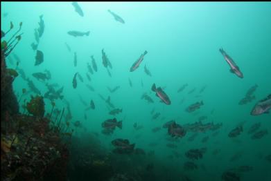 black rockfish