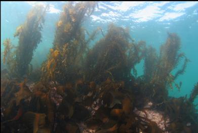 feather boa kelp