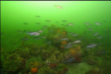 rockfish over boulder ledge