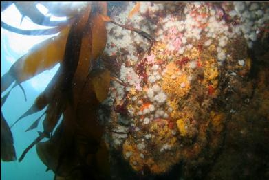 anemones and sponge on shallow wall