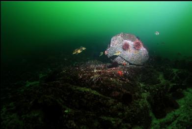 rockfish around boulder