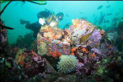 anemone and colourful boulders