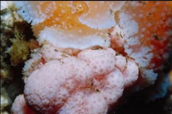 ORANGE NUDIBRANCHS EATING SOFT CORAL