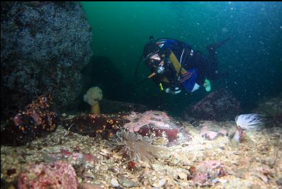 giant nudibranch