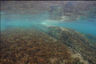 rockweed near surface