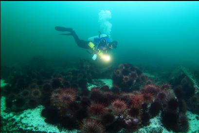 urchins without grey whale in background