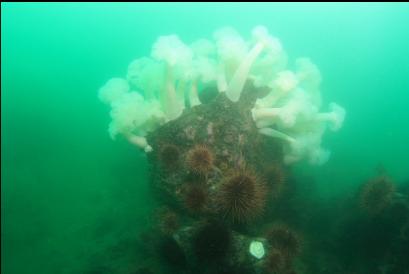 urchins and anemones on boulder