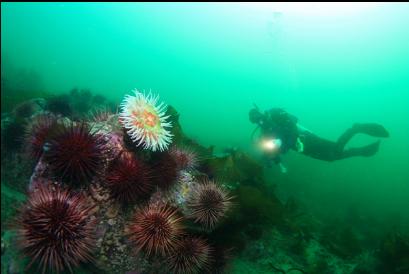 fish-eating anemone