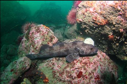 lingcod guarding eggs