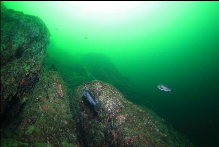black rockfish