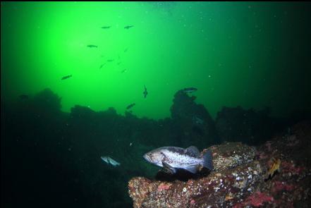 black rockfish