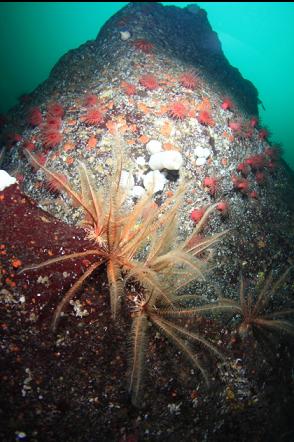 crimson anemones and feather stars