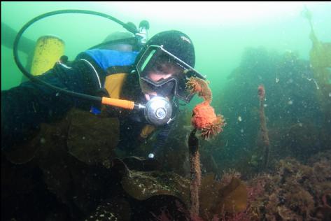 brooding anemones