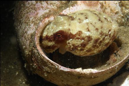 ruby octopus in a moonsnail shell