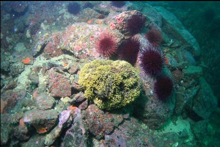 staghorn bryozoan colony