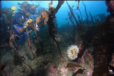 fish-eating anemone and stalked kelp