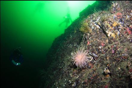 crimson anemone