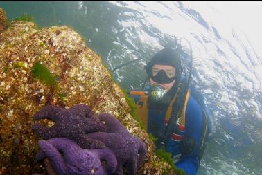 SEASTARS NEAR SURFACE