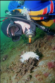 ALABASTER NUDIBRANCH