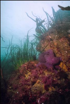 SEASTARS AND SURFGRASS