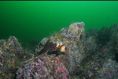 quillback rockfish