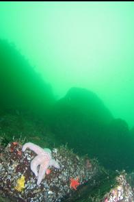 SEASTARS AND UNDERSEA MOUNTAINS