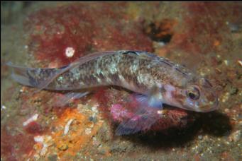 GOBY