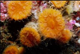 MORE CUP CORALS