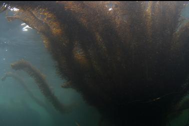 feather boa kelp