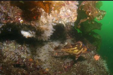 copper rockfish, nudibranch and light bulb tunicates