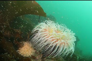 anemones