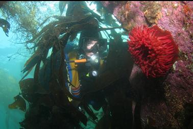 fish-eating anemone